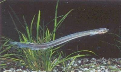 Candirufish