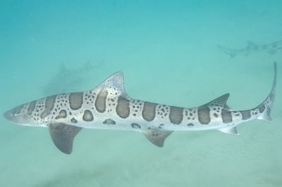 Leopard-Shark-008 3