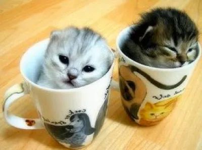 Teacup Persian cats have grown increasingly popular in recent years, particularly as more people move into smaller homes and apartments. Due to space constraints, these tiny felines are in high demand. Contrary to common belief, Teacup Persians aren't the product of a strange genetic mutation. Rather, they are the result of careful selective breeding of smaller Persian cats. These miniature cats look like regular Persians, with their long, luxurious coats and characteristic flat faces. However, they typically weigh no more than 6 lbs for females and 7 lbs for males, and stand only about 8 inches tall when sitting. For comparison, full-sized Persians can weigh between 10 and 13 lbs. While small in stature, Teacup Persians still face the same health challenges as their larger counterparts, including urinary tract issues, lupus, eyelid cysts, and various cancers.