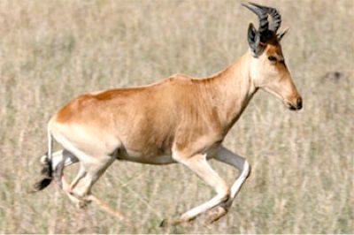Bubal Hartebeest Image
