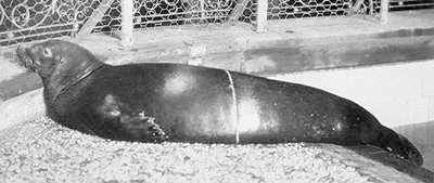 Cms-Newyorkzoologicalsociety1910