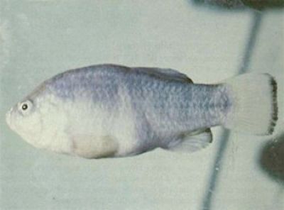 Tecopa Pupfish Image