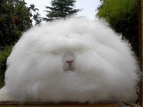 Angora Rabbit-00