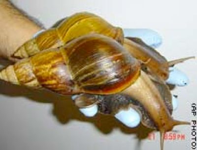 Giantafricansnail