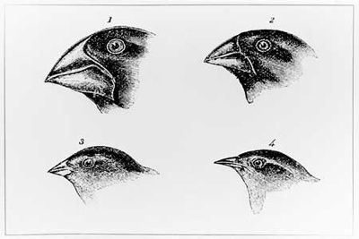 Darwinfinches