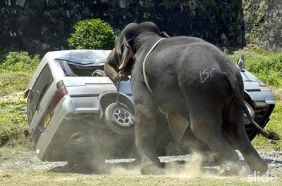 Elephant-1