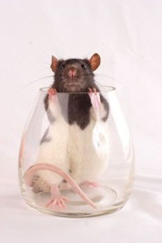 Pet-Rat-Web