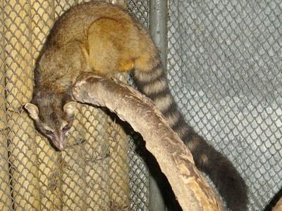W-Cacomistle