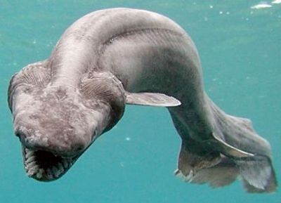 Frilledshark