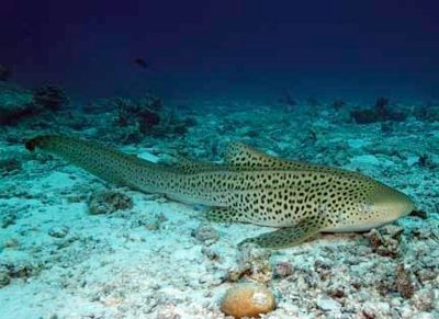 Zebra-Shark-02
