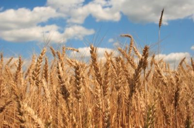 Grain2
