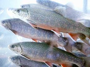 fish