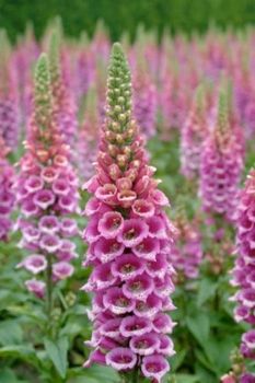 F Digitalis Candymountain