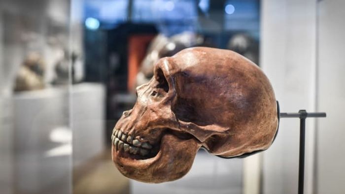A Neanderthal skull.