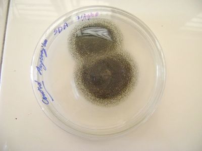 800Px-Aspergillus Niger On Sda.Jpg