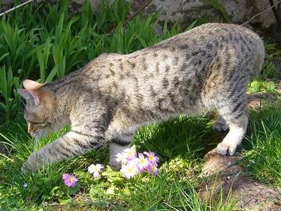 The Pixie-Bob is a large breed of domestic cat that, despite its size, bears a striking resemblance to a small bobcat. While the breed was developed from exotic stray cats rather than from bobcat hybrids, the Pixie-Bob's appearance still resembles that of a wild feline. One interesting aspect of their behavior is that they rarely meow; instead, they communicate with chirps. Pixie-Bobs are extremely intelligent and are known to follow their owners around the house. They can even be trained to walk on a leash or play fetch. These cats are highly responsive and can sometimes understand human words and commands.