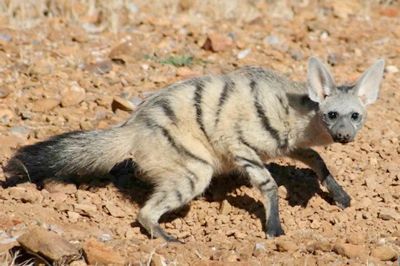 Aardwolf3