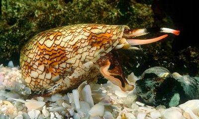 Cone Snail
