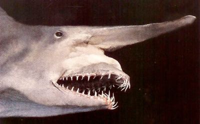 Shark