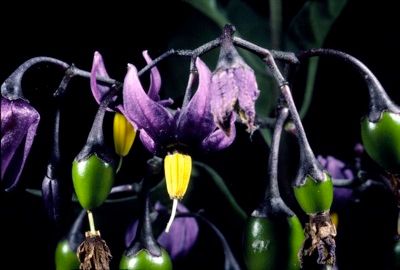 23306063.Deadlynightshade01