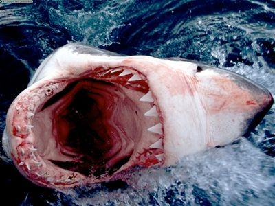 Great White Shark