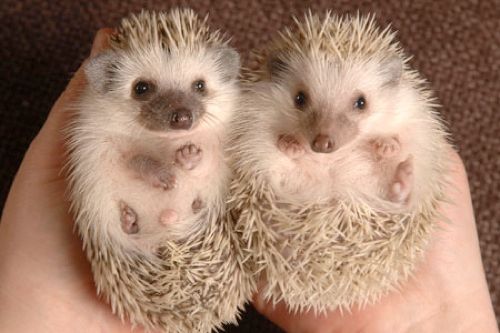 Hedgehogbnps 450X300