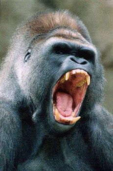 Angry Gorilla (Small)