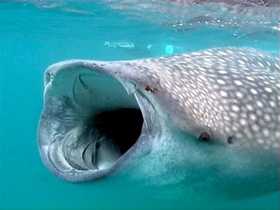 Whale-Shark-Mouth