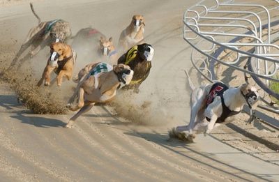Large Greyhound-Racing