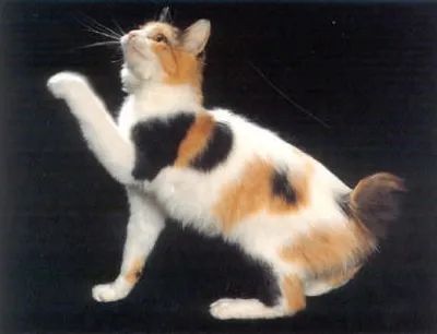 Japanese-Bobtail2