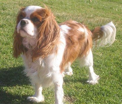 Cavalierkingcharlesspanieldaphne.Jpg