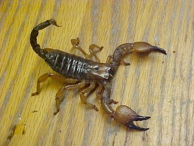 Kenya Giant Yellow Scorpion-Lg.Jpg