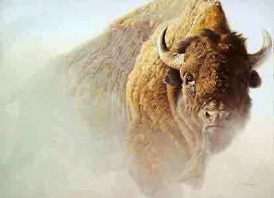 Bateman-Chief American Bison