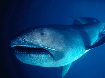 Megamouth Shark 2