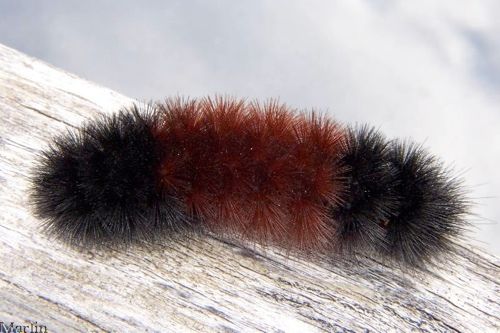 Woolly Bear Tiger Moth Larva