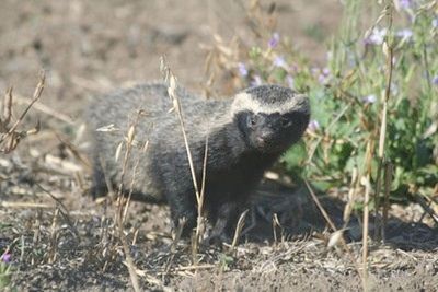 472931743 1B3B525D55 Thumb