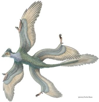 Microraptor 3