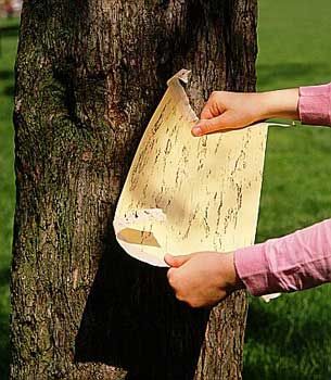 Papertree