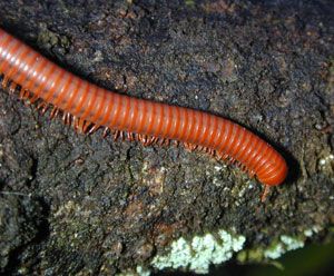 727Px-Millipede-1