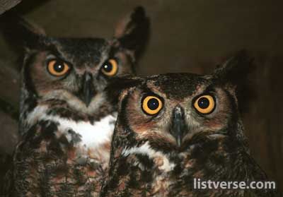 Great Horned Owls, silent and mysterious