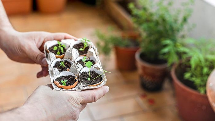 Planting in reused eggshells and egg cartons