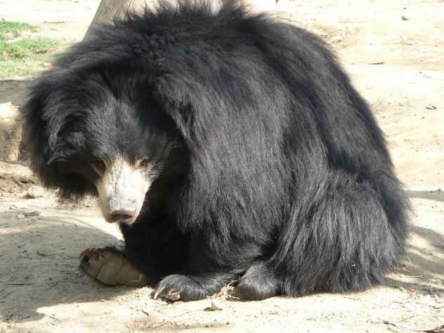 Sloth Bear