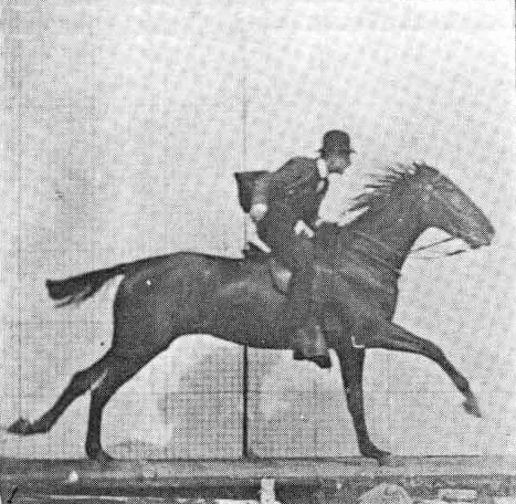 Muybridge Horse Gallop Animated 2