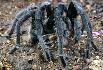Tarantula-Feeding