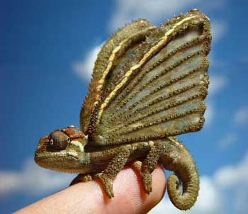 Umbukulizard