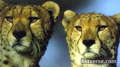 Two Cheetahs