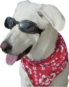 Doggles