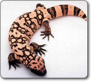 Gila Monster