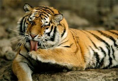 Siberian-Tiger-Grooming