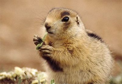 Prairie-Dog